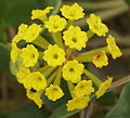 Abronie Abronia latifolia