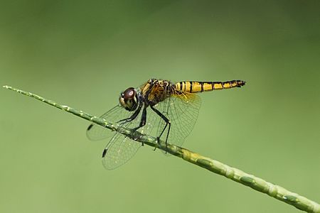 Aethriamanta brevipennis (പെൺതുമ്പി)