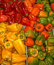 Una varietà colorata di Capsicum