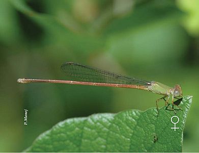 Ceriagrion olivaceum (പെൺതുമ്പി)