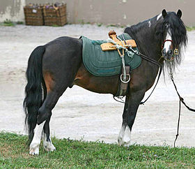 L'étalon Kerry bog Badger, âgé de 17 ans et importé aux États-Unis, présenté au Rare Breed Show du Kentucky Horse park