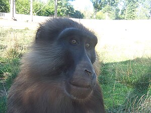 Macaque de Tonkean.