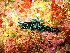 Nembrotha cristata bunaken