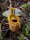 Thumbnail for Nepenthes villosa