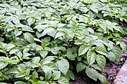 Immature potato plants