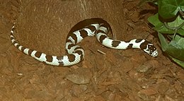 Paprastoji karališkoji gyvatė (Lampropeltis getula)