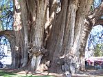 Ahuehuete-Baum von Santa María del Tule