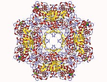 Modello tridimensionale dell'enzima