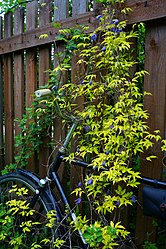 Clematis alpina 'Stolwijk Gold'