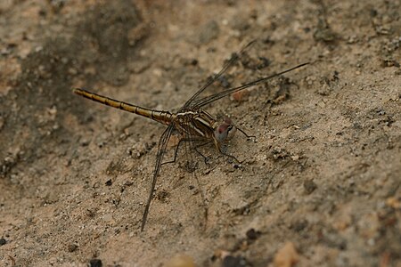 Orthetrum taeniolatum (പെൺതുമ്പി)