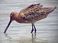 Steppenschlammläufer beim Stochern