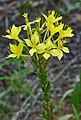 Oenothera clelandii