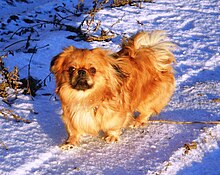 Pekingese002.JPG