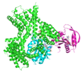 Thumbnail for Adrenocorticotropic hormone