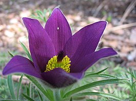 Pulsatilla rubra