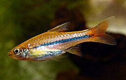 Rasbora sarawakensis