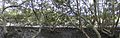 Image 34Inside a mangrove canopy, Salt Pan Creek, New South Wales (from Swamp)