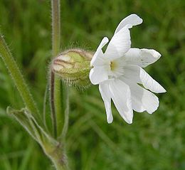 Baltasis šakinys (Silene latifolia)