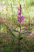 Cephalanthera rubra