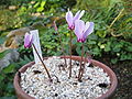 Cyclamen confusum