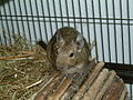 Degus in captivity.