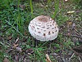 Cuticule excoriée (Macrolepiota excoriata)