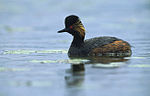 Svarthalsad dopping (Podiceps nigricollis)