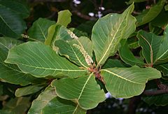 Terminalia catappa