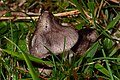 Tricholoma orirubens