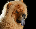 Anjing Chow Chow