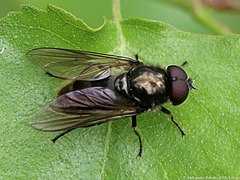 Frühlings-Erzschwebfliege (Cheilosia vernalis, männlich)