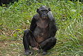 Bonobo (dume)