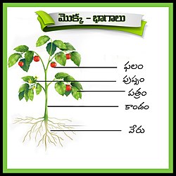 మొక్క-భాగాలు