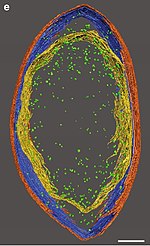 3D-Rekonstruktion dieser Zelle, orange: äußere LML, blau: mittlere LML, gelb: innere LML, grün: Ribosom. Balken jeweils 0,1 μm.