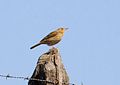 Hellmayr's pipit