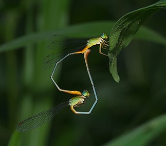 Ceriagrion cerinorubellum (ഇണചേരുന്നു)