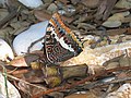 Two-tailed Pasha (Charaxes jasius)