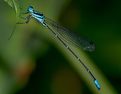 Esme longistyla (ആൺതുമ്പി)