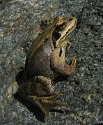 Vue d'une grenouille grise aux reflets dorés