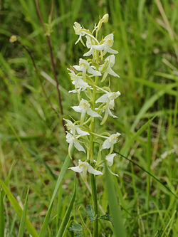 Keltalehdokki Platanthera chlorantha