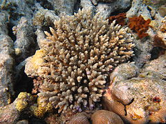 Acropora tenuis