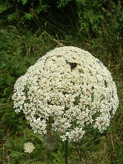 Blómsveipur gulrótar (Daucus carota)