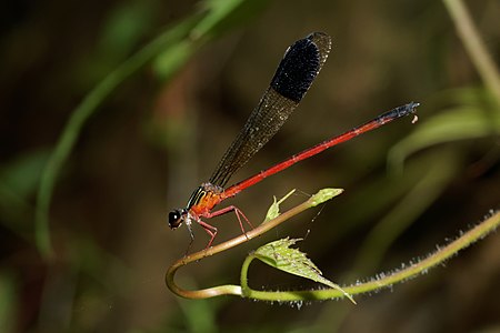 Euphaea fraseri (ആൺതുമ്പി)