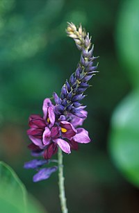 Кудзу (Pueraria lobata)