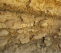 Thalassinoides burrowing system throughout the Menuha Formation chalk.