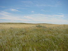 Low hills covered in shortgrass prairie