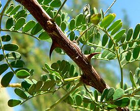 Acacia greggii