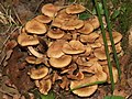 Armillaria tabescens