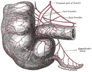 Transitus ileocaecalis cum appendice vermiformi