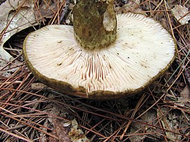 Светло-розовые пластинки Lactarius atroviridis